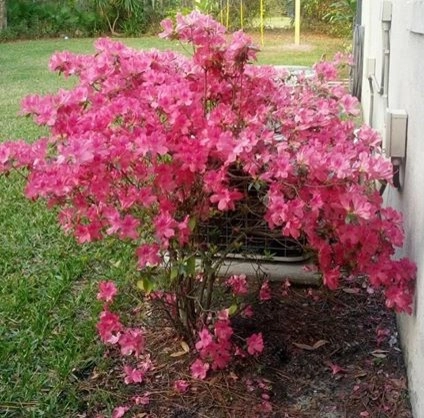 Mayday's Lawn Termite Pest - Photo 4
