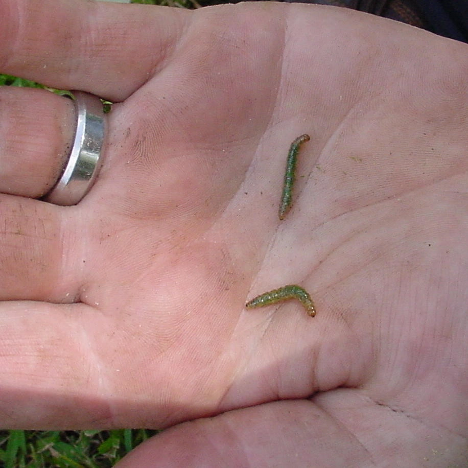 Mayday's Work by Mayday's Lawn Termite Pest - Photo 9