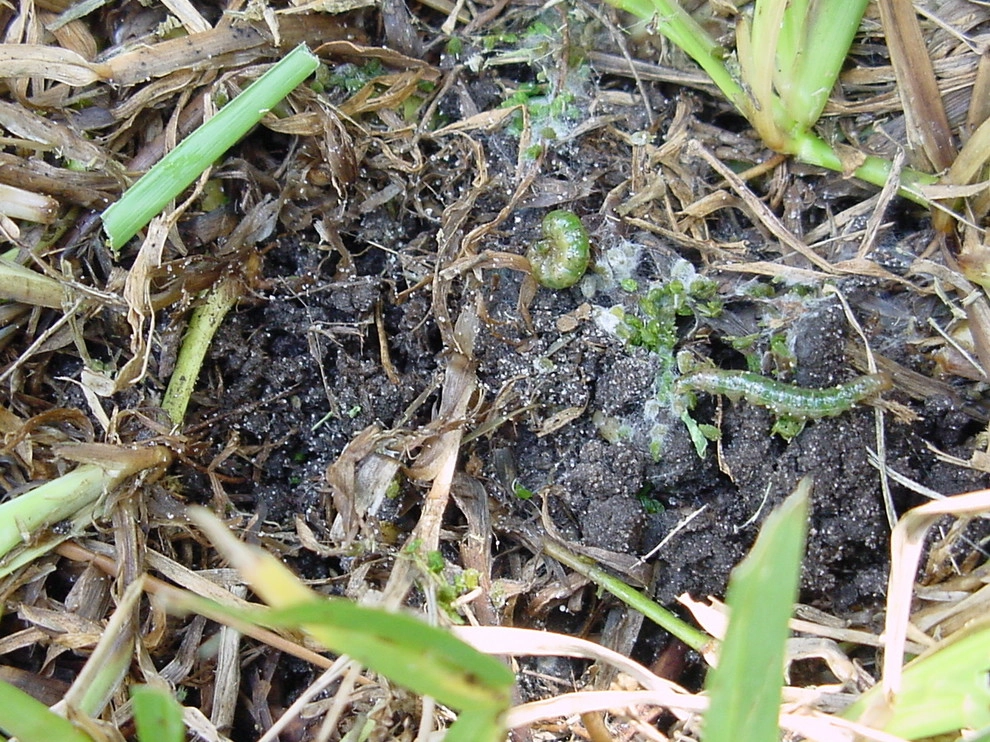 Mayday's Lawn Termite Pest - Photo 3