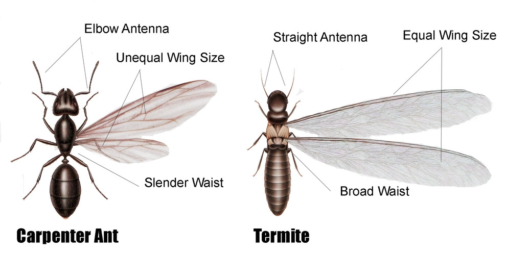 Mayday's Lawn Termite Pest - Photo 13
