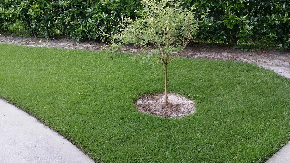 Mayday's Work by Mayday's Lawn Termite Pest - Photo 23