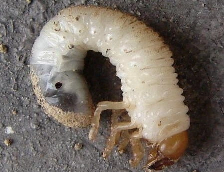 Mayday's Work by Mayday's Lawn Termite Pest - Photo 20