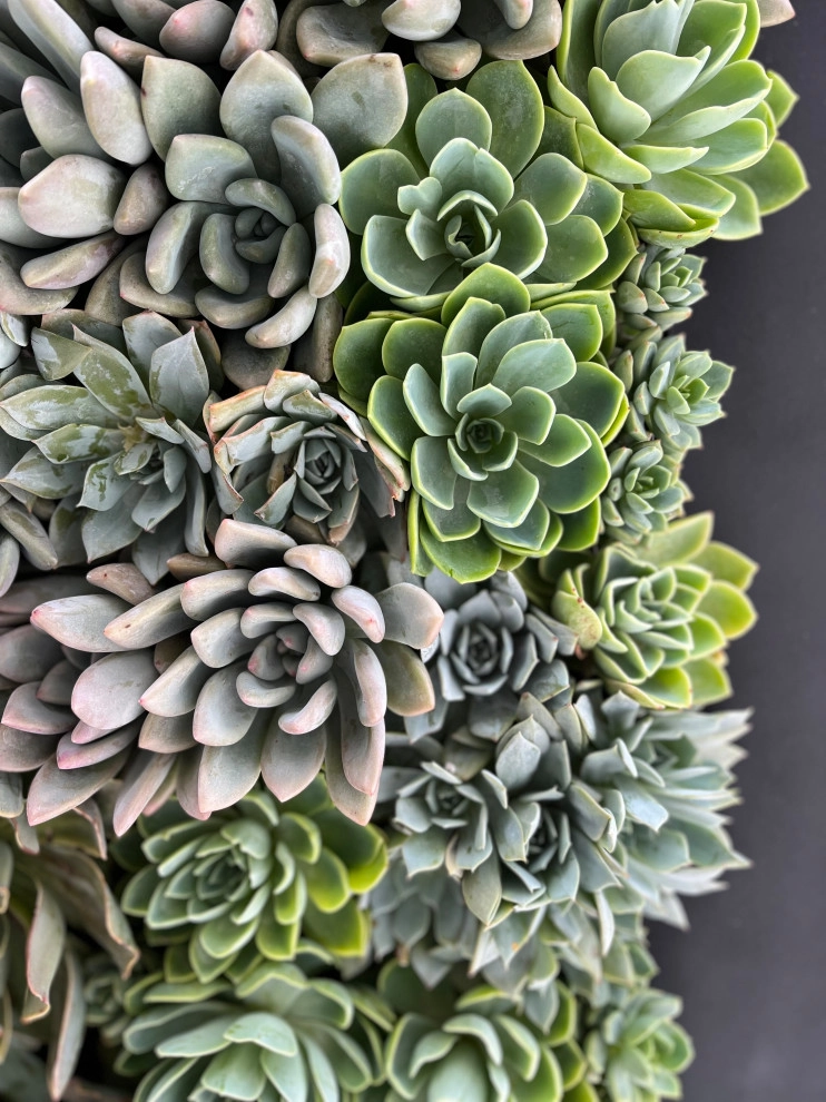 Living Succulent Wall by Camille Beehler Landscape Design - Photo 3