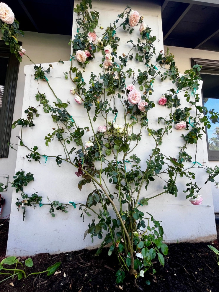 Villa Park Retreat by Camille Beehler Landscape Design - Photo 9