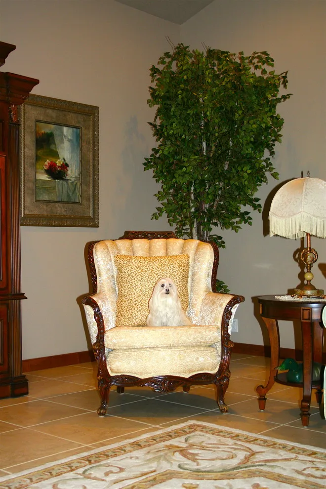 Silver Canine by Susan Mackenzie Interiors - Photo 2