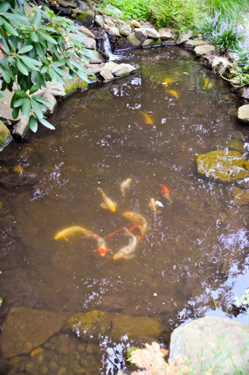 Waterfall | Koi Pond | Thornwood NY by MG's Lawn Green Inc - Photo 11