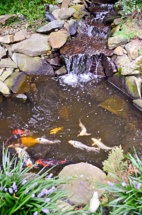 Waterfall | Koi Pond | Thornwood NY by MG's Lawn Green Inc - Photo 12