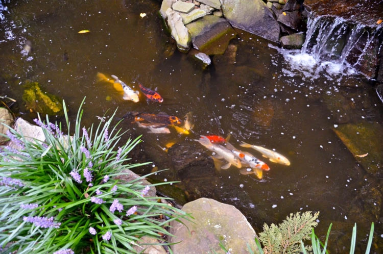 Waterfall | Koi Pond | Thornwood NY by MG's Lawn Green Inc - Photo 19