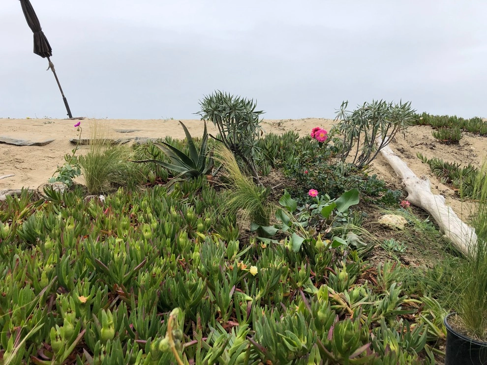 Surfside Beach House by Camille Beehler Landscape Design - Photo 15
