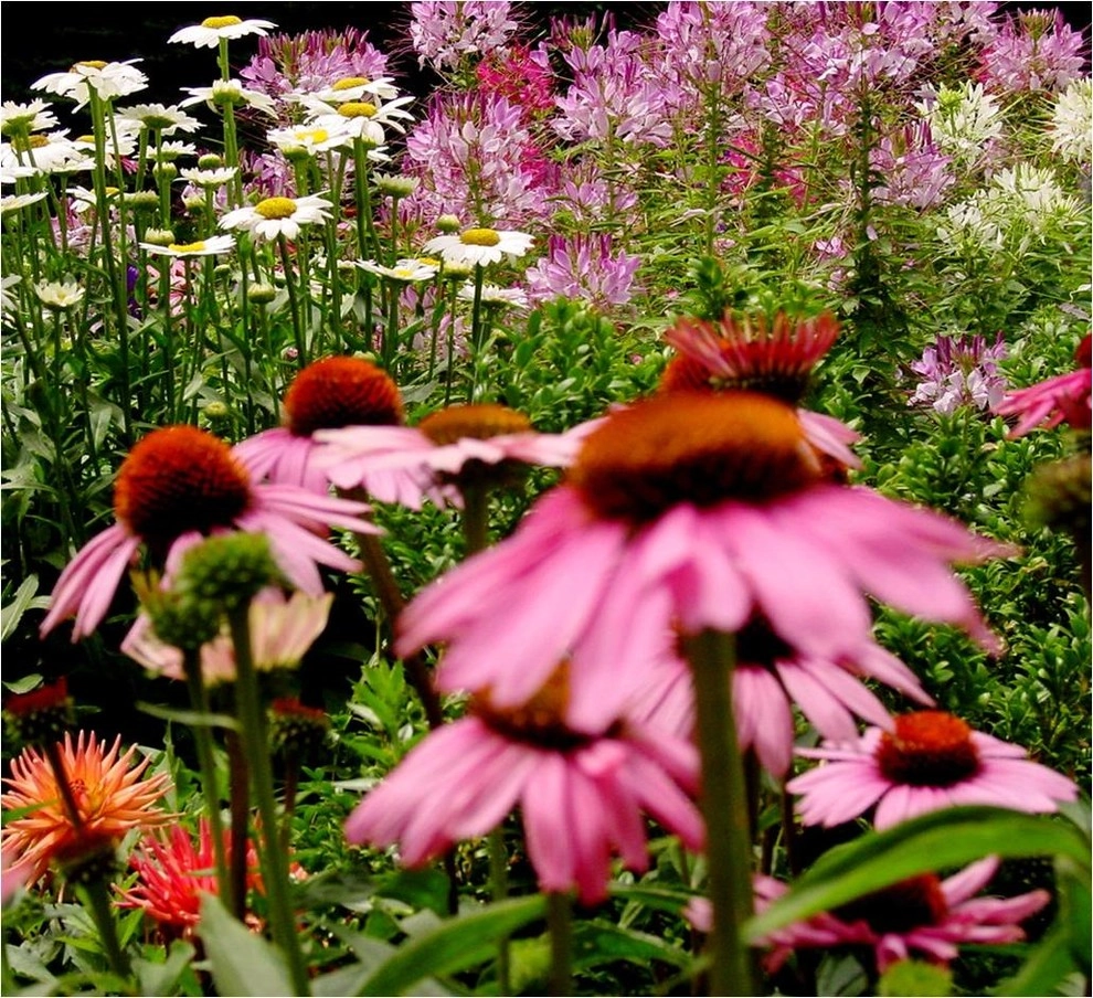 Fine Gardening by Michael P. Neath Landscape Construction, Inc. - Photo 13