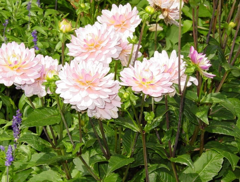 Fine Gardening by Michael P. Neath Landscape Construction, Inc. - Photo 4