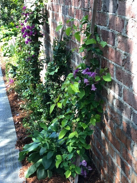 Beautiful Residence - Beverly Hills by Camille Beehler Landscape Design - Photo 21