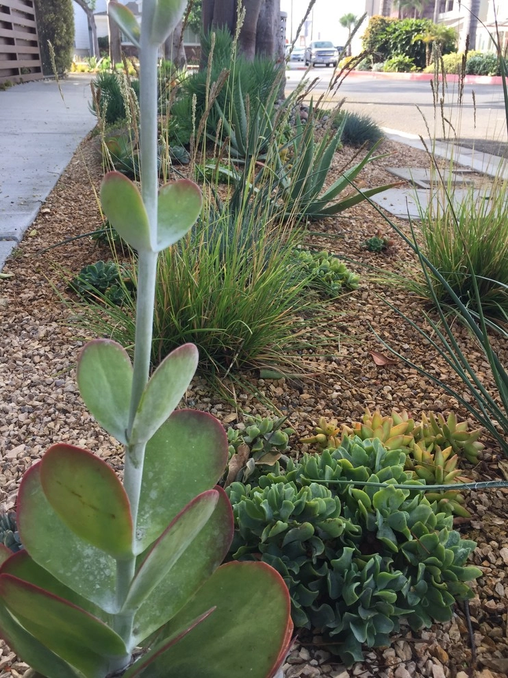 Peninsula Parkway Ocean Blvd by Camille Beehler Landscape Design - Photo 3