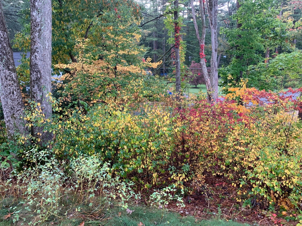 Front Yard Lawn Renovation/Planting by Millennial Landscaping, Inc. - Photo 19