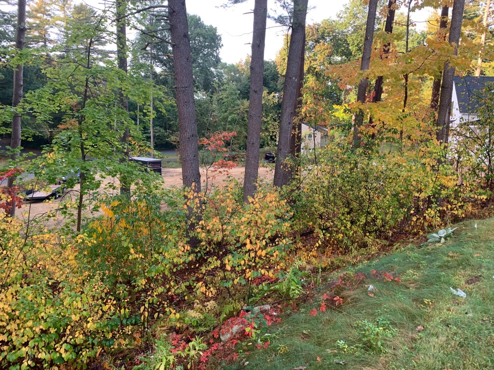 Front Yard Lawn Renovation/Planting by Millennial Landscaping, Inc. - Photo 4