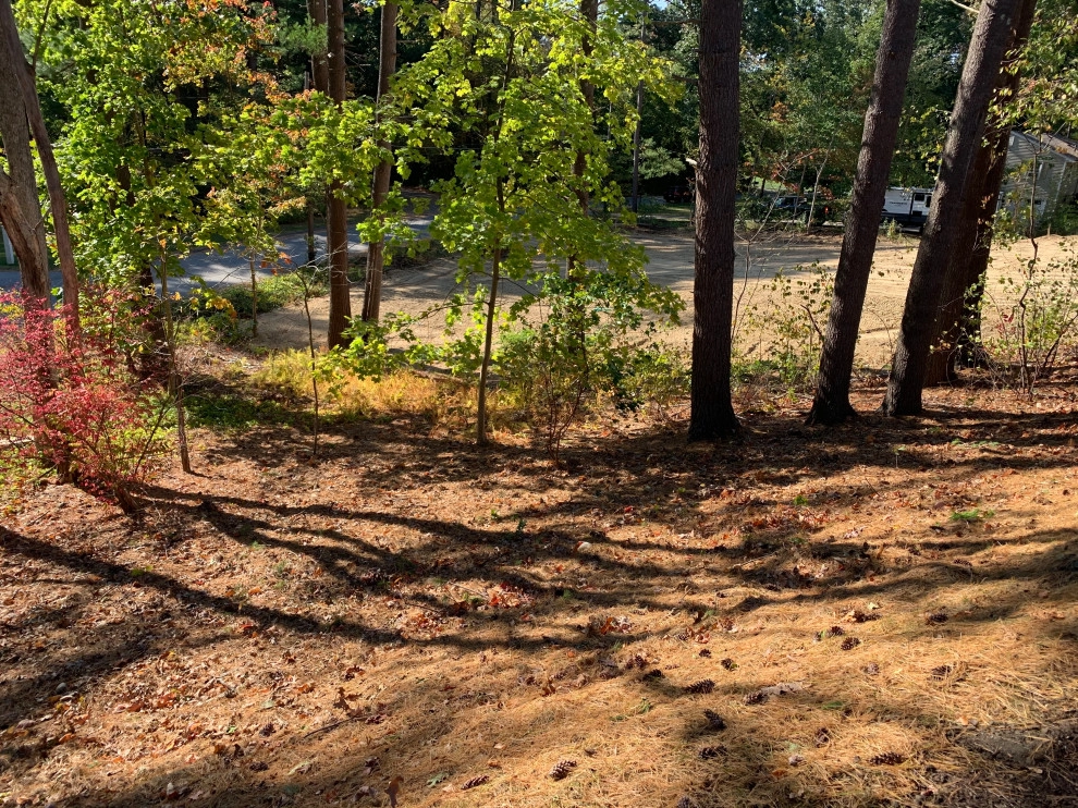 Front Yard Lawn Renovation/Planting by Millennial Landscaping, Inc. - Photo 11