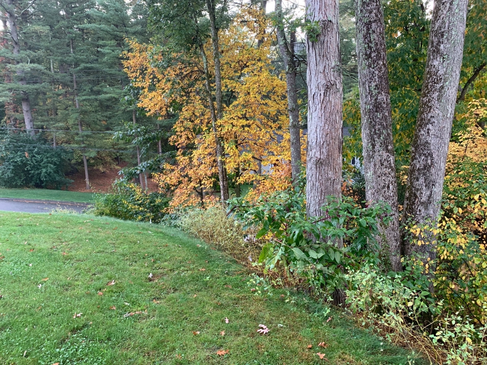 Front Yard Lawn Renovation/Planting by Millennial Landscaping, Inc. - Photo 30