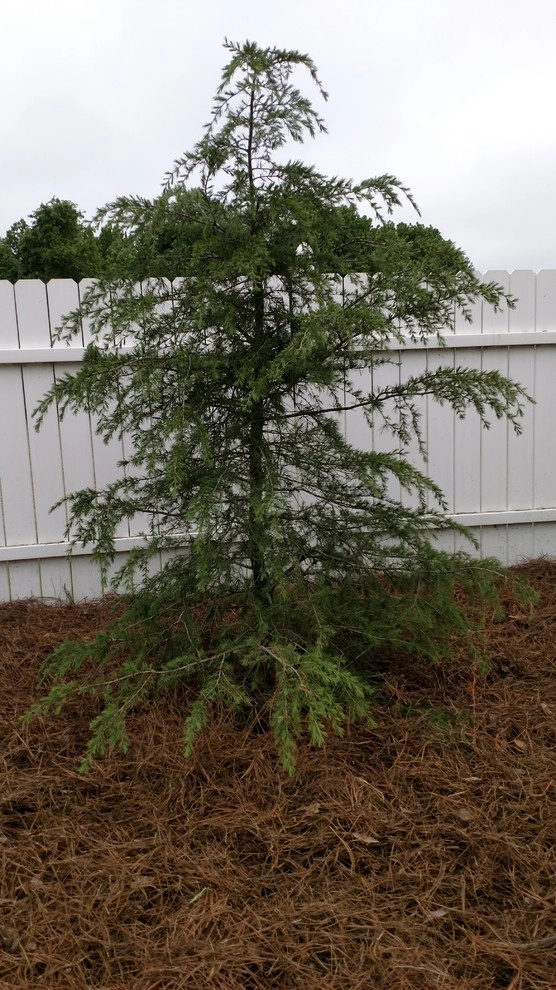 Landscaping Dunn NC by Miller's Lawn & Landscaping - Photo 16