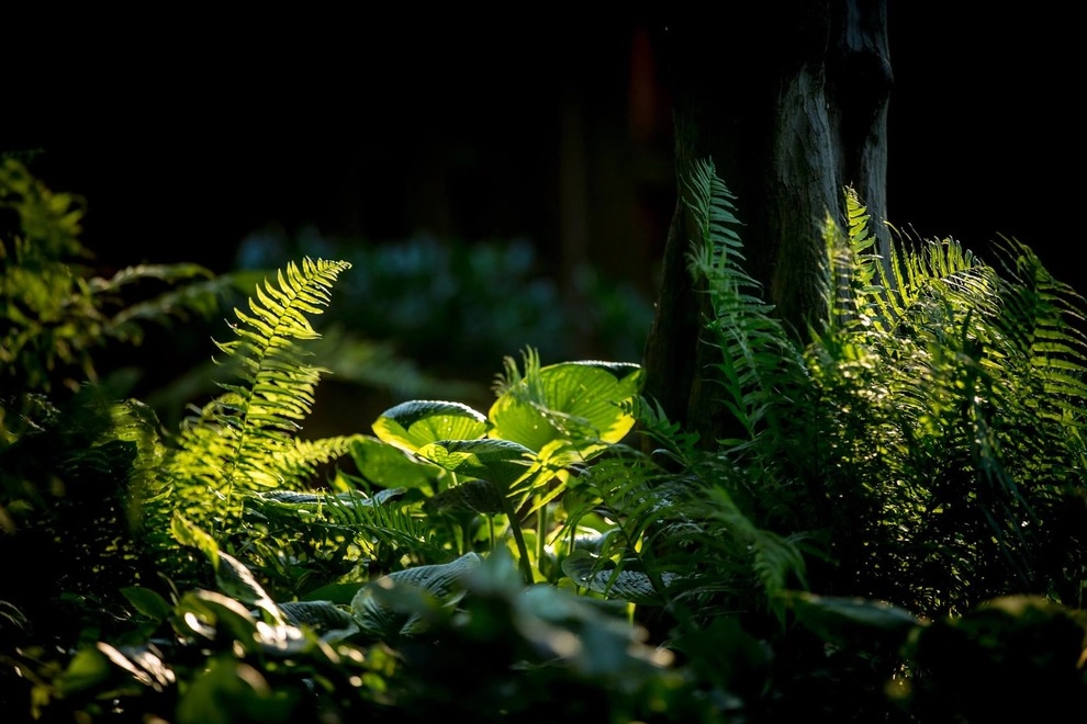 Latest Summer Projects at milosi! by Milosi Landscape Company - Photo 7
