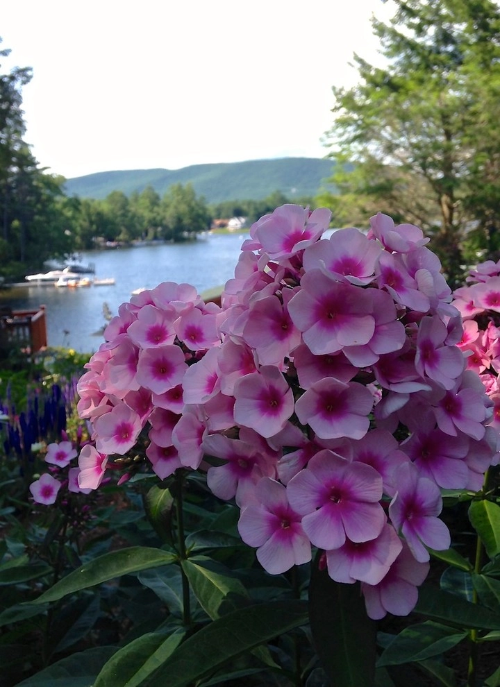 Perennial Color by Miracle Farms Landscape Contractors - Photo 13