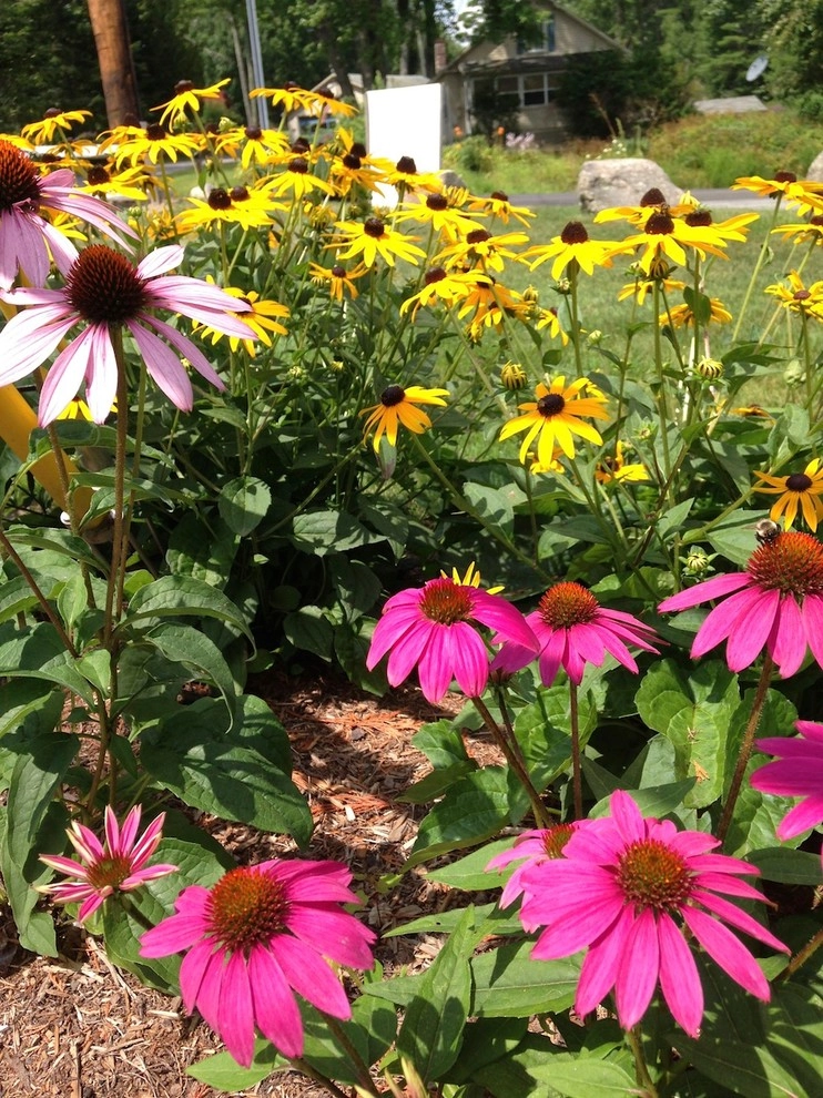 Perennial Color by Miracle Farms Landscape Contractors - Photo 16