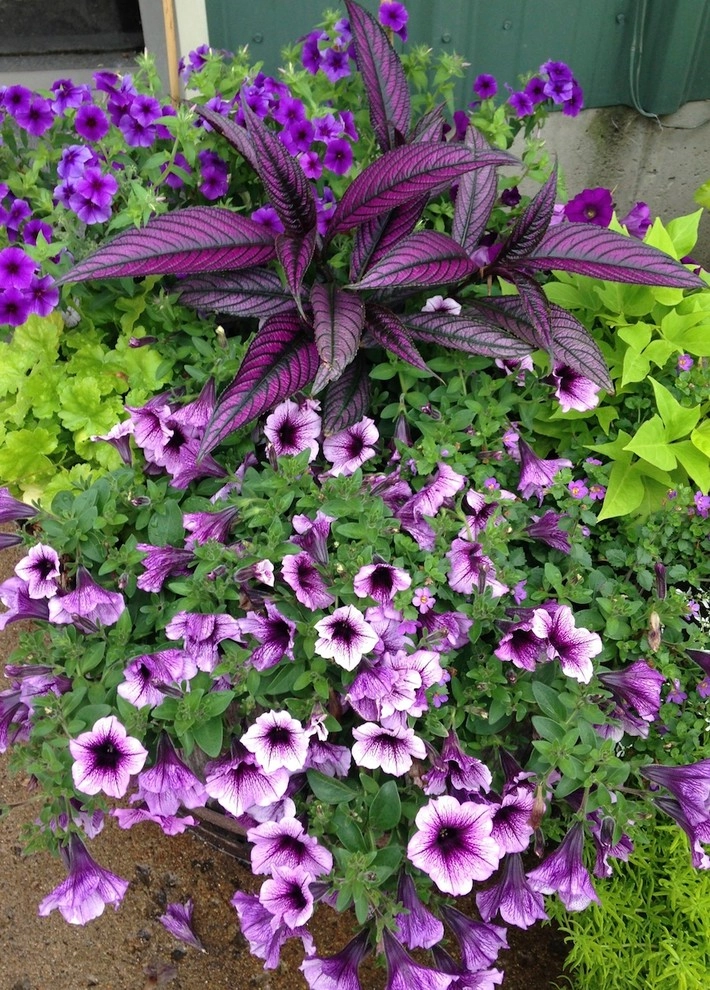 Annual Color- Containers by Miracle Farms Landscape Contractors - Photo 4