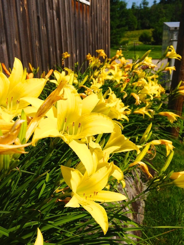 Perennial Color by Miracle Farms Landscape Contractors - Photo 12