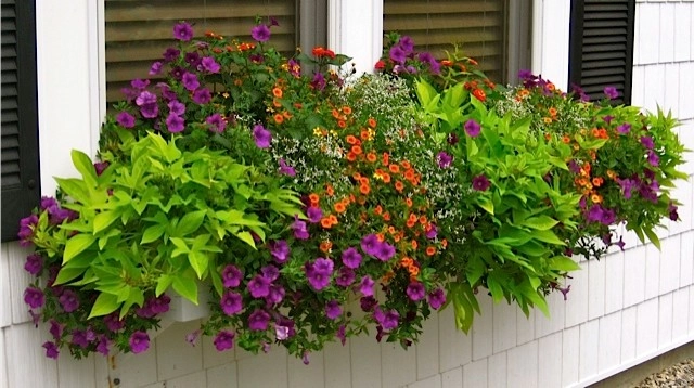 Annual Color- Containers by Miracle Farms Landscape Contractors - Photo 7