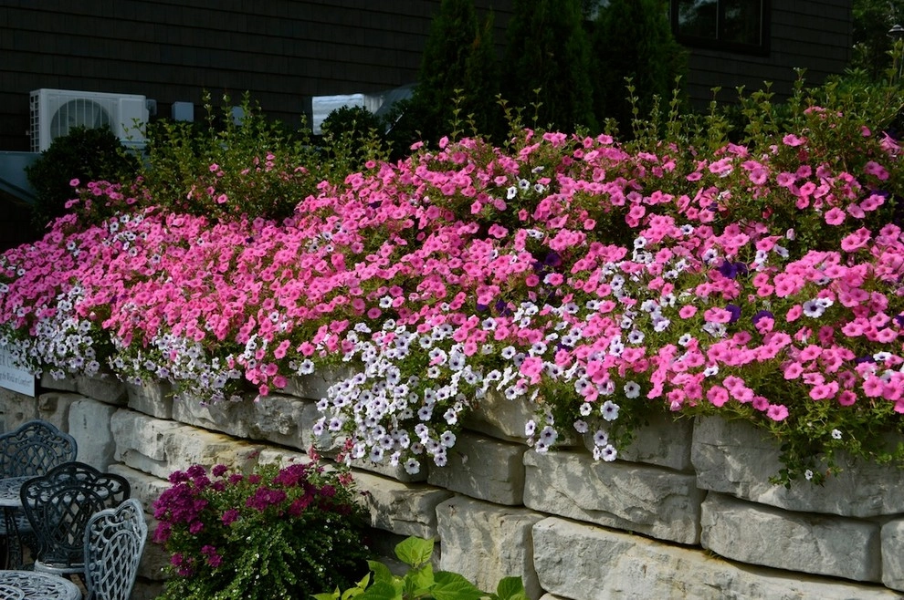 Annual Color- Containers by Miracle Farms Landscape Contractors - Photo 5