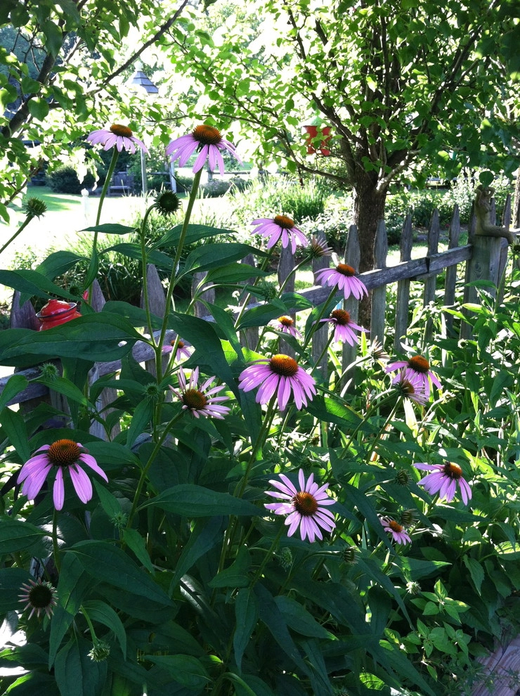 Perennial Color by Miracle Farms Landscape Contractors - Photo 7