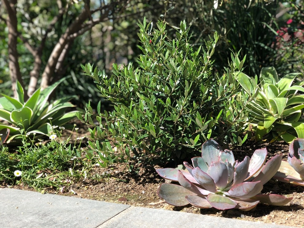 Beautiful Residence - Beverly Hills by Camille Beehler Landscape Design - Photo 14