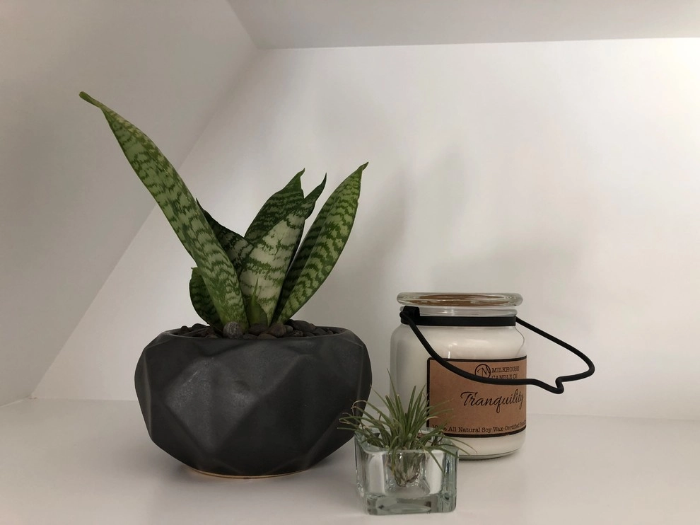 Interior Plant Scape by Camille Beehler Landscape Design - Photo 4