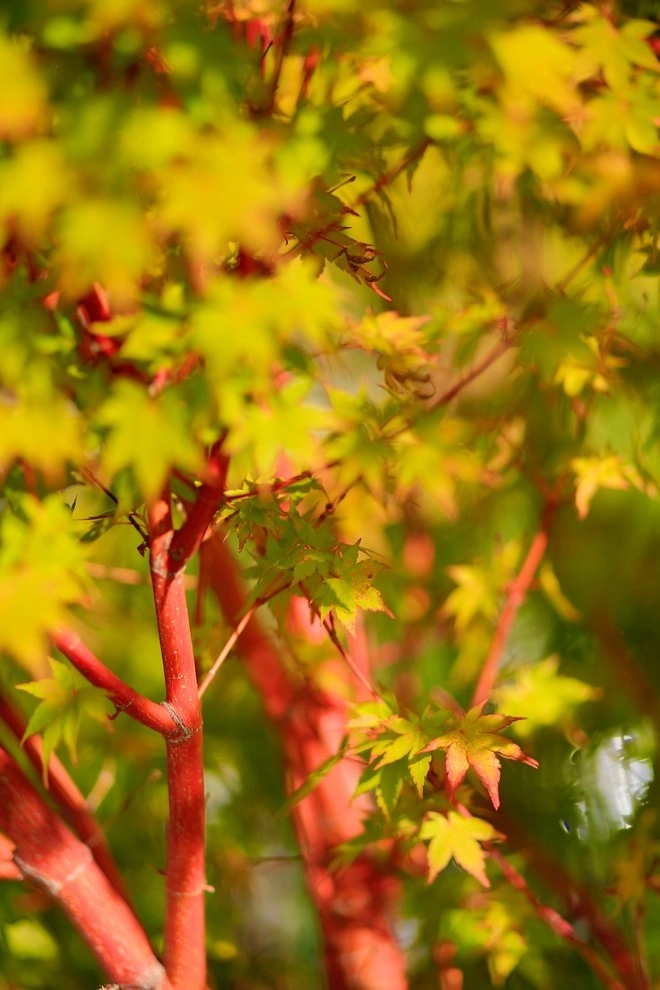 Planting Material by Camp & Camp Associates-Landscape Architects - Photo 2