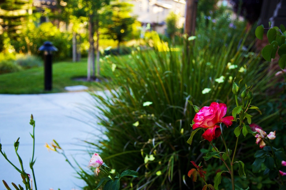 Planting Material by Camp & Camp Associates-Landscape Architects - Photo 3