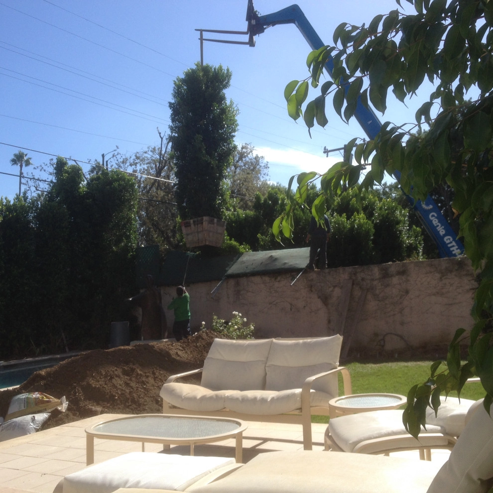 privacy hedge installation by Natur Landscape Creations - Photo 2