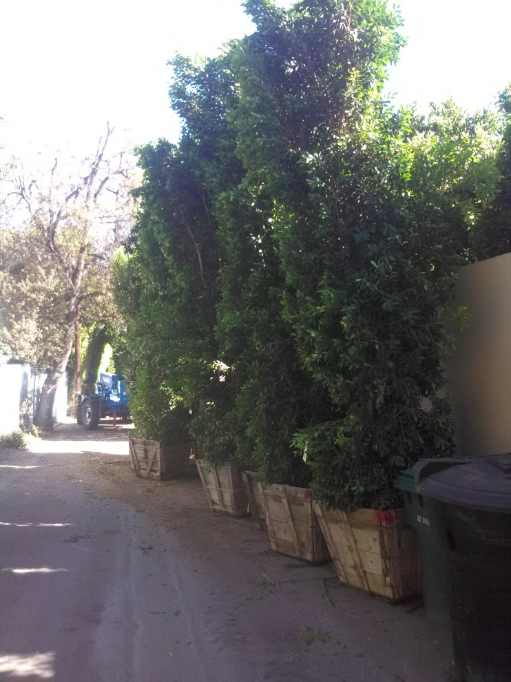 privacy hedge installation by Natur Landscape Creations - Photo 11