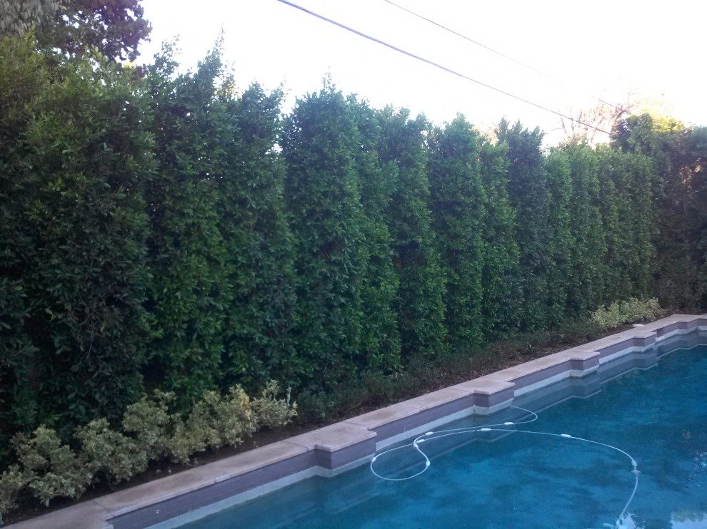 privacy hedge installation by Natur Landscape Creations - Photo 7