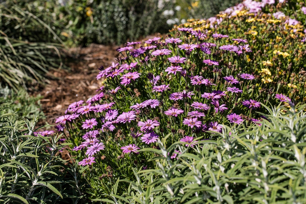 Summerland Beach Terraced Landscape by Natural Concepts Landscaping Contractors - Photo 6
