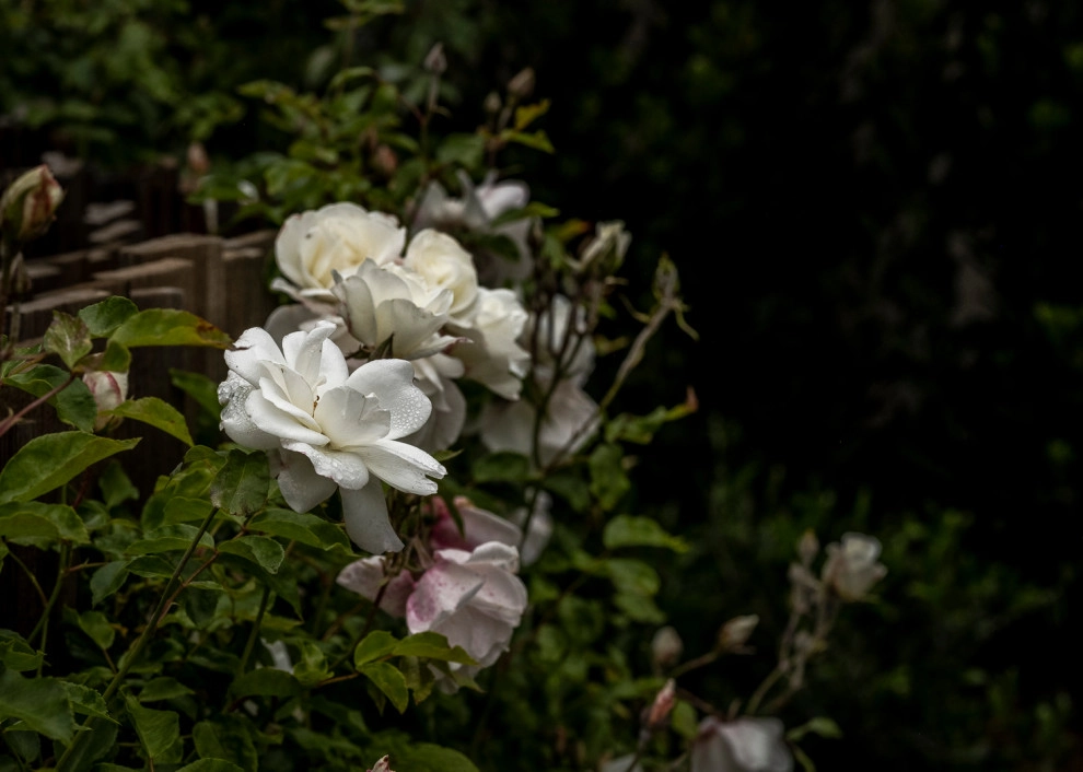 Cold Springs Road Montecito Mediterranean Landscape by Natural Concepts Landscaping Contractors - Photo 4