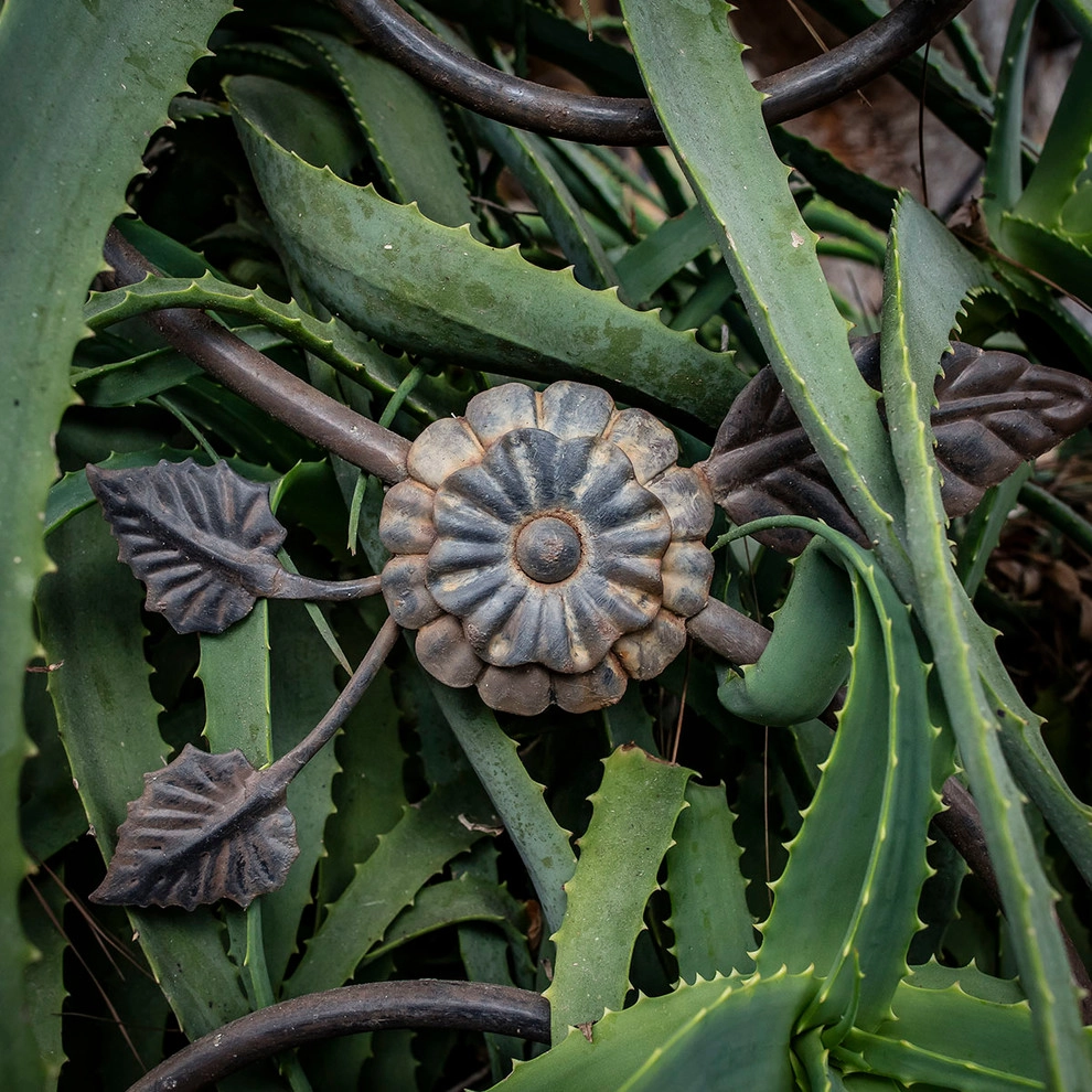 Channel Drive Mediterranean Landscape | Santa Barbara CA by Natural Concepts Landscaping Contractors - Photo 13