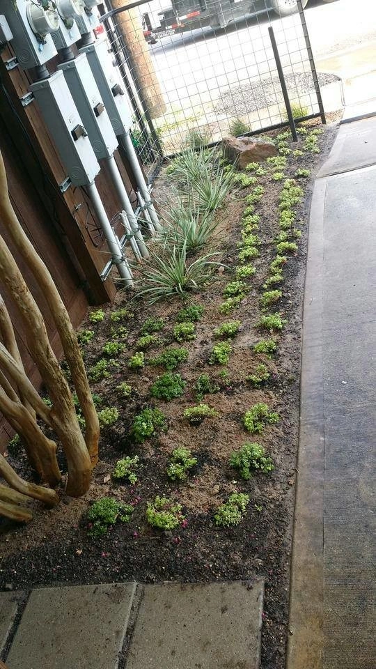 Texas Native Agave by Natural Wonders Landscaping - Photo 5
