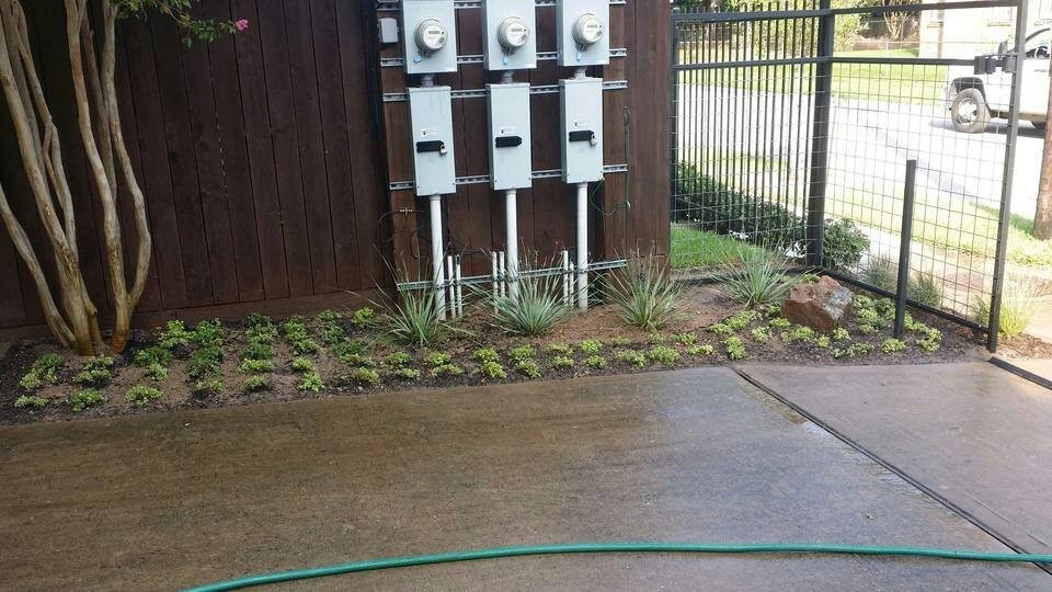 Texas Native Agave by Natural Wonders Landscaping - Photo 4