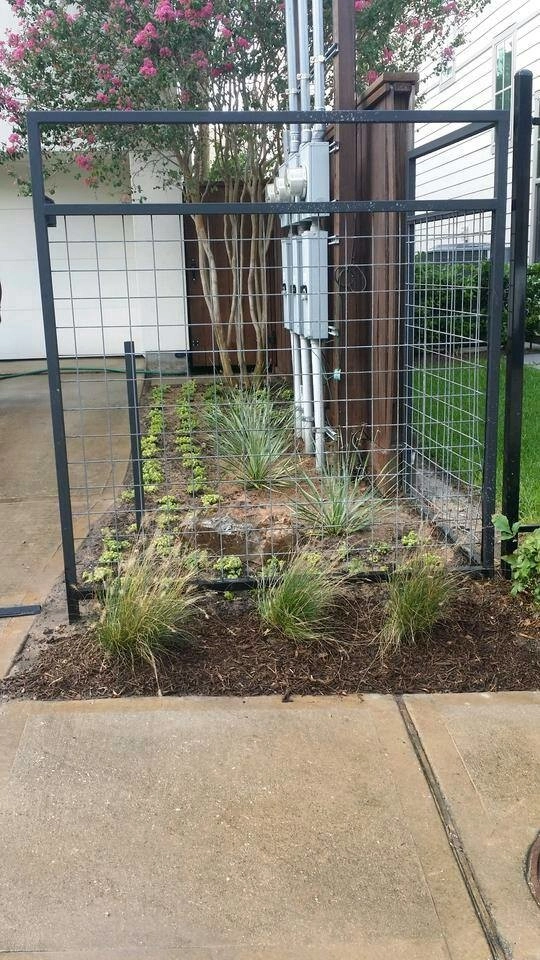 Texas Native Agave by Natural Wonders Landscaping - Photo 3