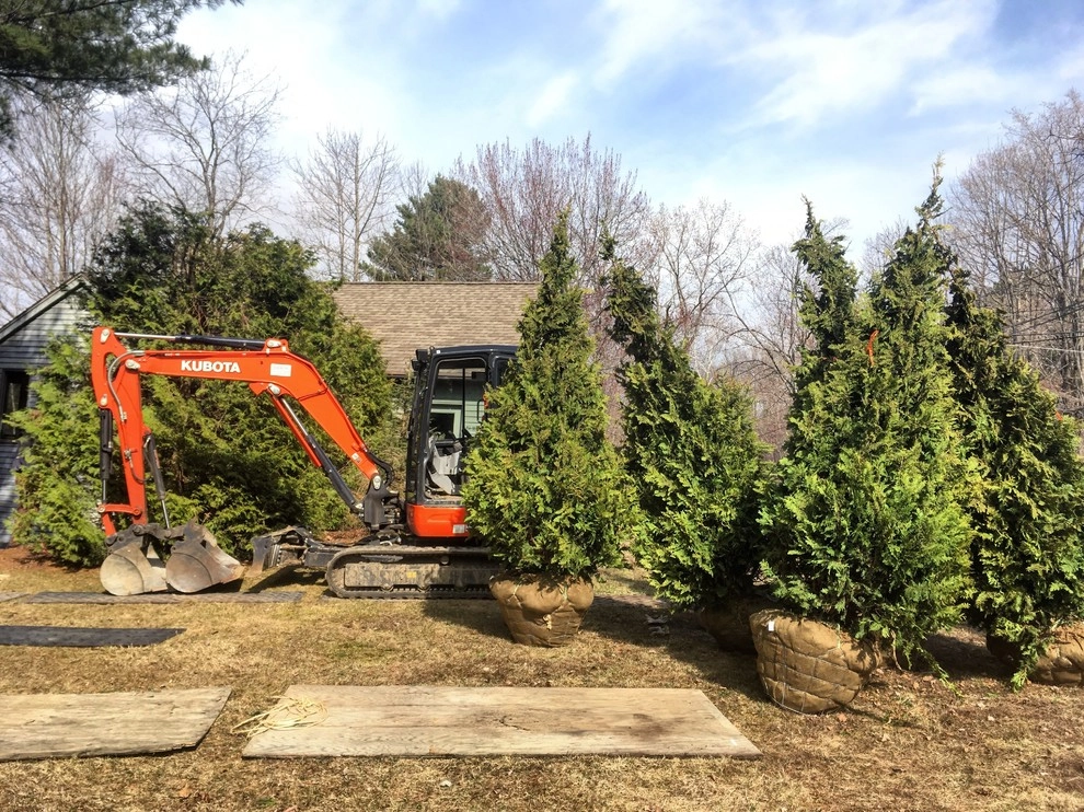 Arborvitae "Living Fence" Tree Installation by Nature Works Land Care Inc. - Photo 5