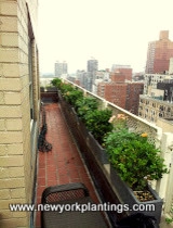 NY Rooftop Deck and Garden Redesign by New York Plantings Garden Design - Photo 3