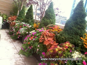 NY Rooftop Deck and Garden Redesign by New York Plantings Garden Design - Photo 9