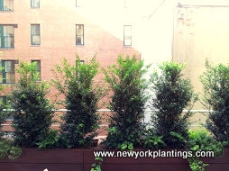 NY Rooftop Deck and Garden Redesign by New York Plantings Garden Design - Photo 6
