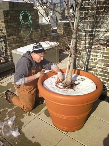 NYC Penthouse Terrace Garden and Automatic Drip Irrigation watering System by New York Plantings Garden Design - Photo 13