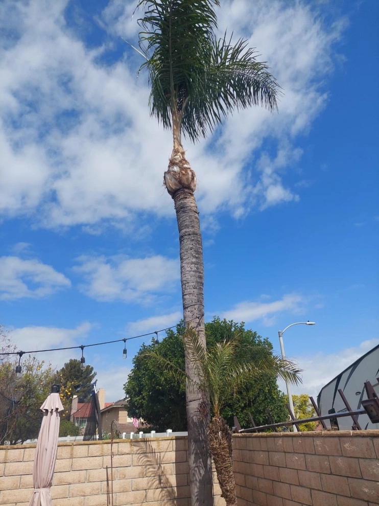 Luis Tree Service & Landscaping - Photo 10