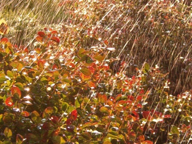 Color and Texture Plantings by North Star Landscape Design & Installation - Photo 6